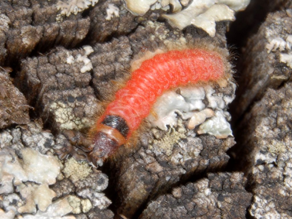 Larva di Trichodes?